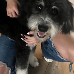 Aussiedoodles, Australian Shepherds, Goldendoodles, and Poodles from Hilltop Cuddle Pups