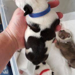 English Bulldog Puppies from Ruza's Bulldogs