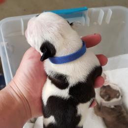 English Bulldog Puppies from Ruza's Bulldogs