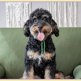 Acorn - Black and tan male Cockapoo puppy in Connersville, Indiana from Deaz Doodle Ranch