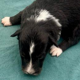 Girl 4 - Black white and tan female Shetland Sheepdog puppy in Pensacola, Florida from Nancy Barger's Siberian Huskies