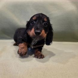 Kurtis - Black and tan male Dachshund puppy in Tower City, Pennsylvania from Stoney Mountain Mini Doxies