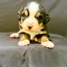 Barkley - Black rust and white male Bernese Mountain Dog puppy in Alabama from Dogwood Creek Bernese