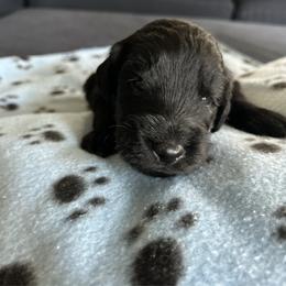 Light Blue Collar - Black male Bernedoodle puppy in Riverside, California from Wimbledon Bernedoodles