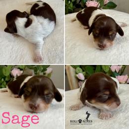 Sage - AKC - Silky - Chocolate and tan female Dachshund puppy in Kemp, Texas from Koli Acres
