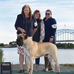 Ransom - Mastiff