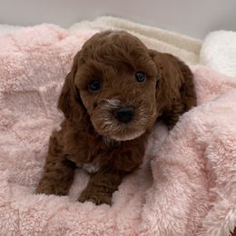 Rose - Red  female Goldendoodle puppy in Kansas City, Kansas from Bella & Ivy’s Mini Goldendoodles of KC