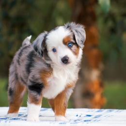 Lily - Blue merle female Miniature American Shepherd puppy in Chocowinity, North Carolina from Foxtail Hollow