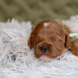 Girl 2 - Apricot Cavapoo puppy in Mouth Of Wilson, Virginia from HoneyBunn Doodle Co.