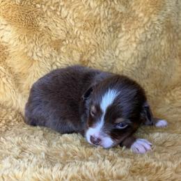 Girl 2 - Red tri female Miniature Australian Shepherd puppy in Hokes Bluff, Alabama from Alegria Toy Aussies