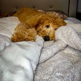 Double Doodle and Goldendoodle All Grown Up from Patterson Doodles