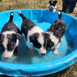 Border Collie puppies from Lacy Mountain Stockdogs