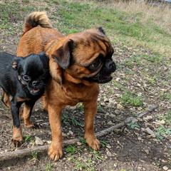 Beaucerons and Brussels Griffons from A Mes Cotes