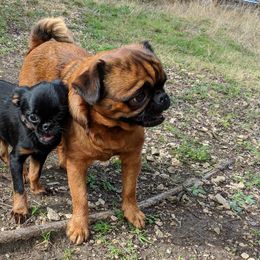 Beaucerons and Brussels Griffons from A Mes Cotes