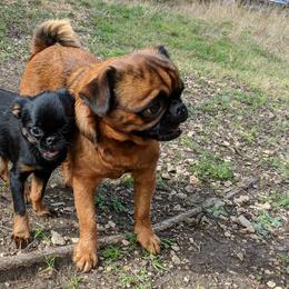 Beaucerons and Brussels Griffons from A Mes Cotes