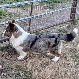 Skye - Cardigan Welsh Corgi