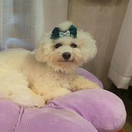 Read Description - White female Bichon Frise puppy in Kinards, South Carolina from Beloved Bichon