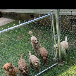 Poodle puppies from GingerLane Poodles
