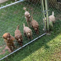 Poodle puppies from GingerLane Poodles