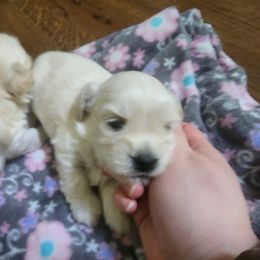 Boy 1 - Havanese puppy in Roswell, Georgia from Sweet Southern Havanese