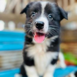 Jax - Black tri male Miniature Australian Shepherd puppy in Luling, Texas from Little Wood Toy and Mini Aussies