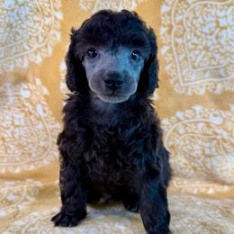 Mochi - Silver male Poodle puppy in Marsing, Idaho from Araceli Toy Poodles