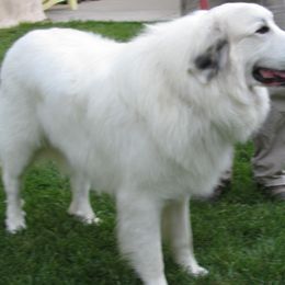 Great Pyrenees Puppies from Heritage Mountain Ranch