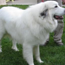 Great Pyrenees Puppies from Heritage Mountain Ranch