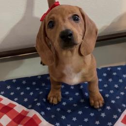 Halo - Dapple female Dachshund puppy in El Paso, Texas from Stella's Lone Star Kennels