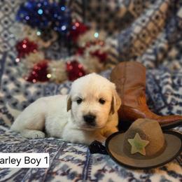 Charlie Boy 1 - Golden male Golden Retriever puppy in Niles, Michigan from Family Raised Goldens