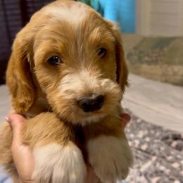 Jack - Apricot male Goldendoodle puppy in Orlando, Florida from Island Doodle Co. - Goldendoodles Raised with Love