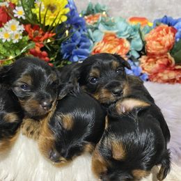 Yorkshire Terrier Puppies from Cutest AKC AZ Yorkies