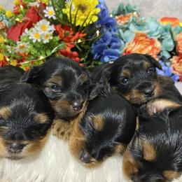 Yorkshire Terrier Puppies from Cutest AKC AZ Yorkies