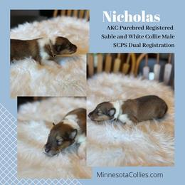 Nicholas - Sable and white male Collie puppy in Plato, Minnesota from Minnesota Collies