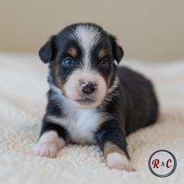 Texas - Black tri male Miniature Australian Shepherd puppy in Buna, Texas from R & C Kennels