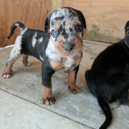 Catahoula Leopard Dog Puppies from Magnolia Farms Kennel