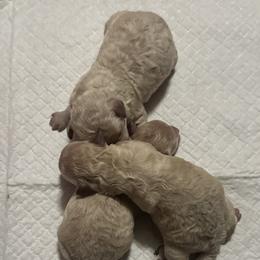 Casper (CKC) - White female Poodle puppy in Chattanooga, Tennessee from SoftPaw Kennels