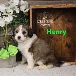 Henry - Sable male Bernedoodle puppy in Heyworth, Illinois from Cobble Creek Puppies