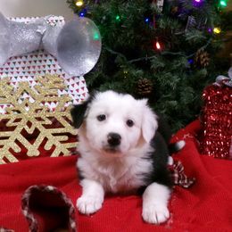 Girl 5 - Black and white female Border Collie puppy in Wakeman, Ohio from Sandstone Ridge Kennels