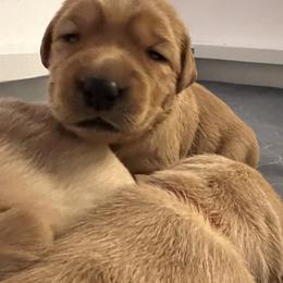 Labrador Retriever Puppies from Sun Ridge Labradors
