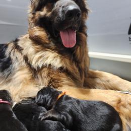 Chili Mango - Black and tan male German Shepherd puppy in Fort Jennings, Ohio from Von Holtzapple German shepherds