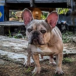 Moonlight - French Bulldog