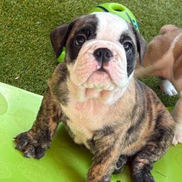 Hermoine Granger - Blue Collar - Fawn brindle and white female Bulldog puppy in Krum, Texas from K & K Little Blessings