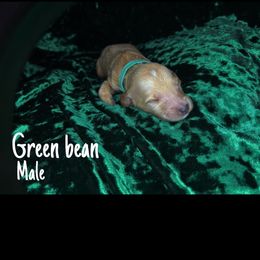 Green bean - Apricot Goldendoodle puppy in Stafford, Virginia from RVM Doodles