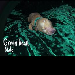 Green bean - Apricot Goldendoodle puppy in Stafford, Virginia from RVM Doodles