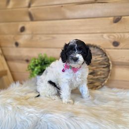 F1B Meet Addie :) - Black and white female Cavapoo puppy in Centerville, Iowa from Barnyard Dachshunds, Dals & Doodles