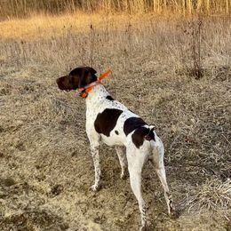 German Shorthaired Pointers from Spotted Lane Farm