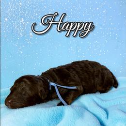 Happy - Phantom male Poodle puppy in Pink Hill, North Carolina from Boodle's Standard Poodles