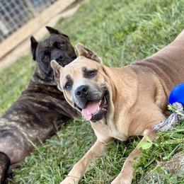 Cane Corso, Doberman Pinschers, and Rottweilers from Lazy A Ranch & Kennels