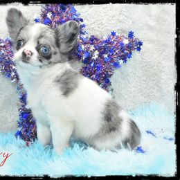 Glory - Merle female Chihuahua puppy in Demorest, Georgia from Sourpatch Chihuahuas